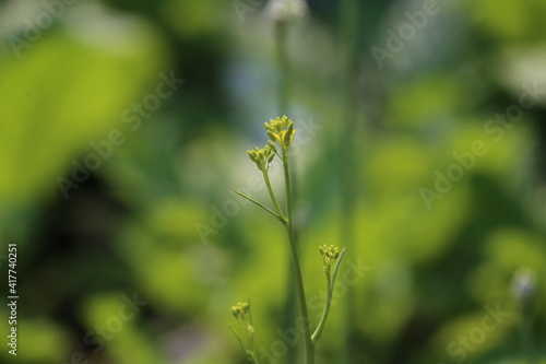 close up of  Turnip flower © Champ