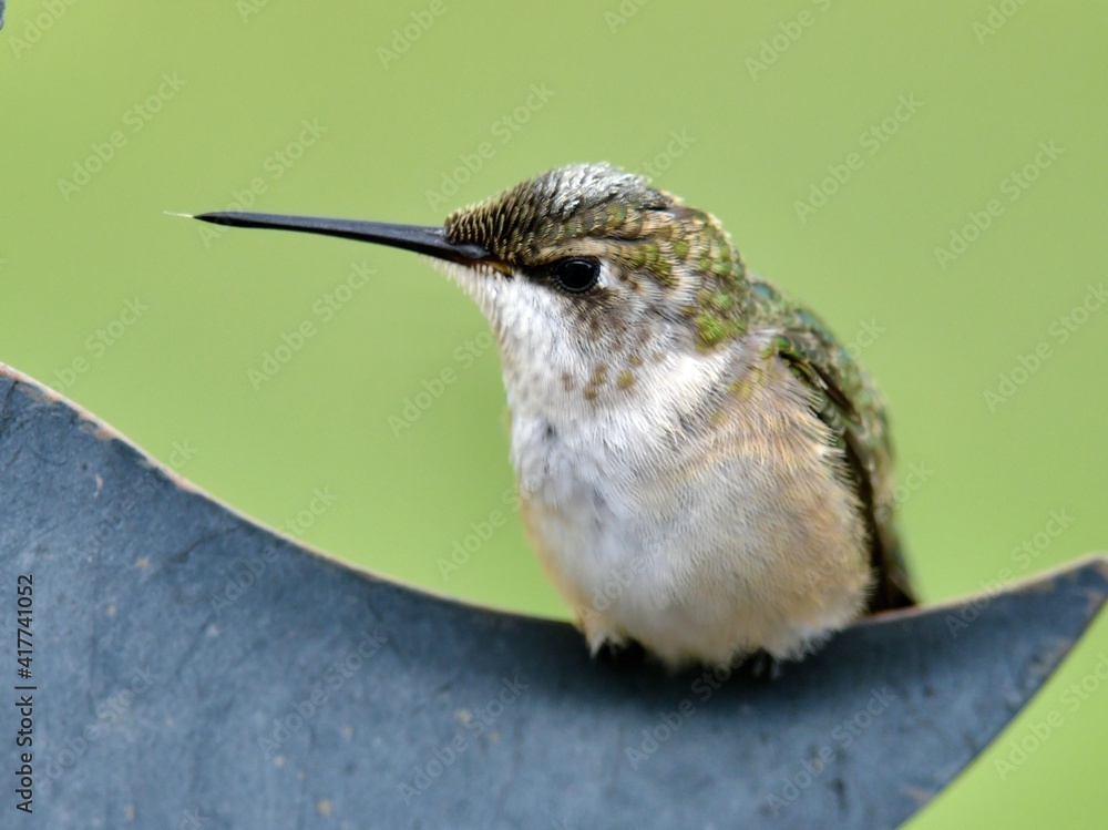 Fototapeta premium Female Ruby Throated Hummingbird sitting