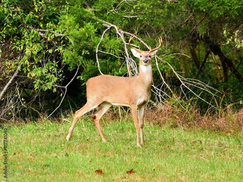 Deer Buck 
