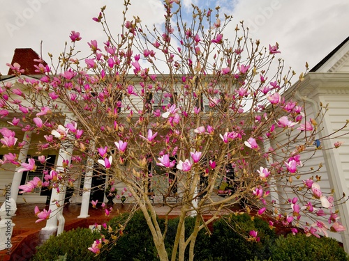 Magnolia, Jane's