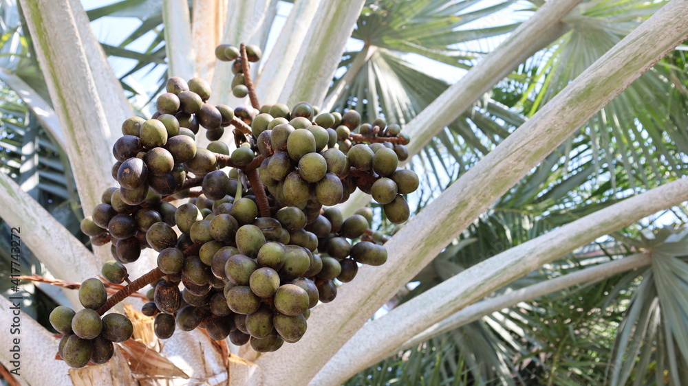 Foto de Bunch of green palm fruit. Bismarck palm (Bismarckia nobilis