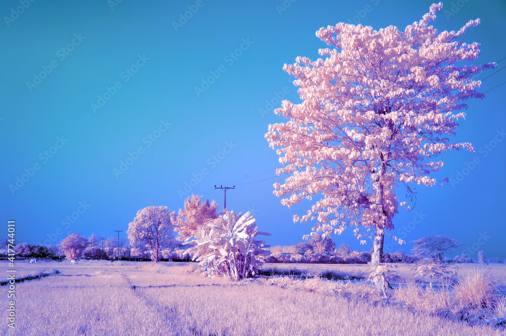 White tree in the middle of golden rice fields with blue sky from near infrared style by IR camera. White tree in the middle of golden rice fields with blue sky from near infrared style by IR camera.