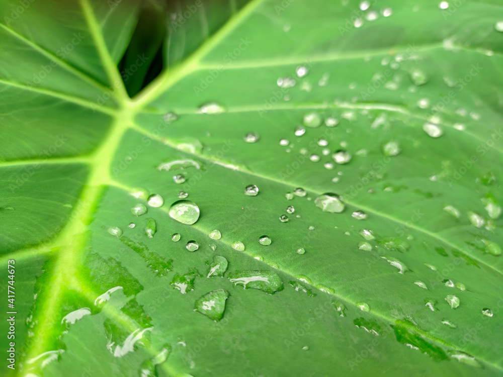 water drops on leaf water drops on leaf