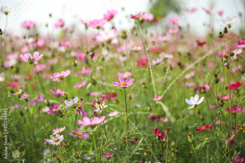 Numerous multi-colored flowers bloom in a green meadow.