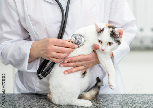 Vet doctor is making a check up of a kitten with stethoscope at clinic