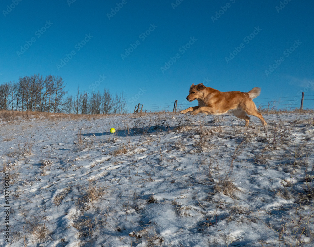 dog chasing a ball