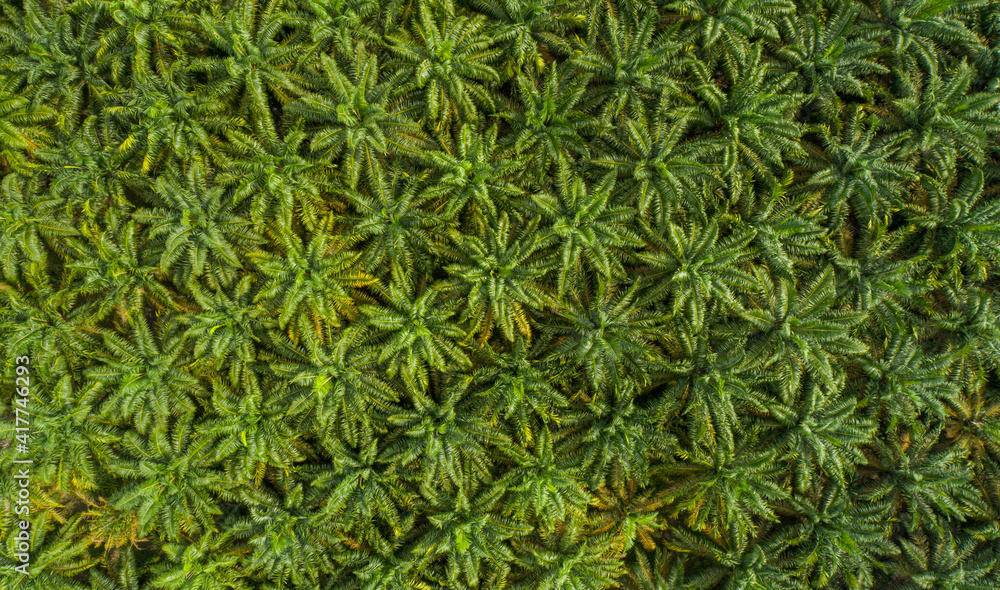 green grass background
green grass background