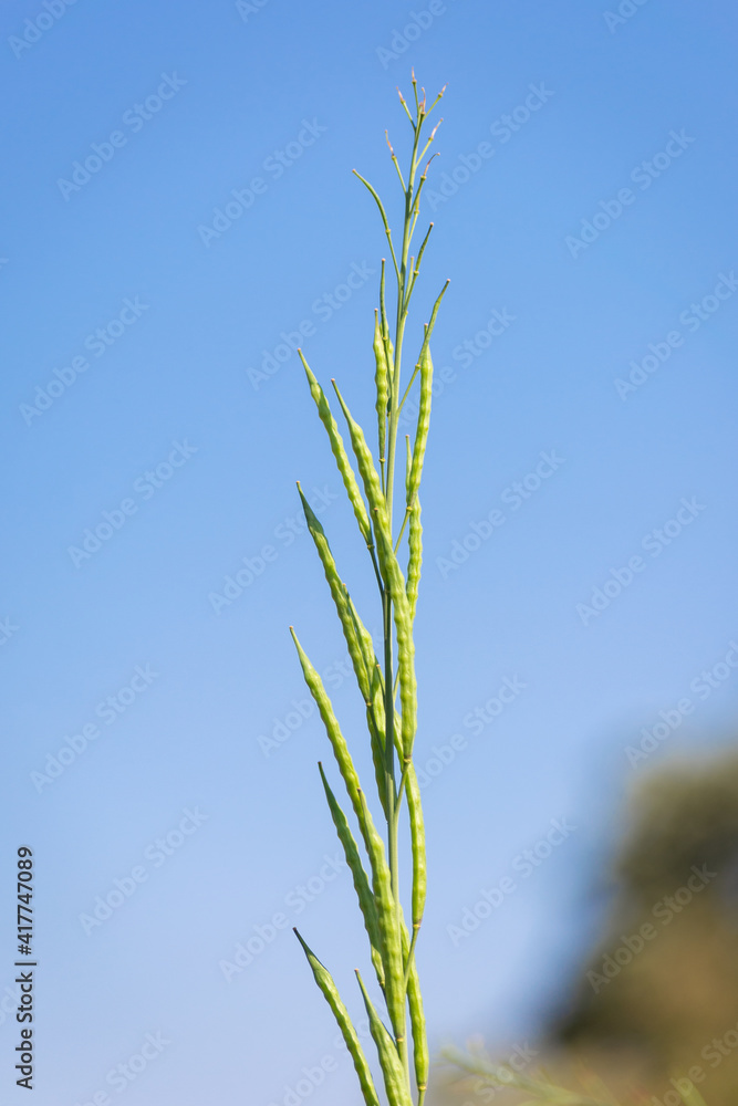 Green mustard pods growing at agriculture field Green mustard pods growing at agriculture field