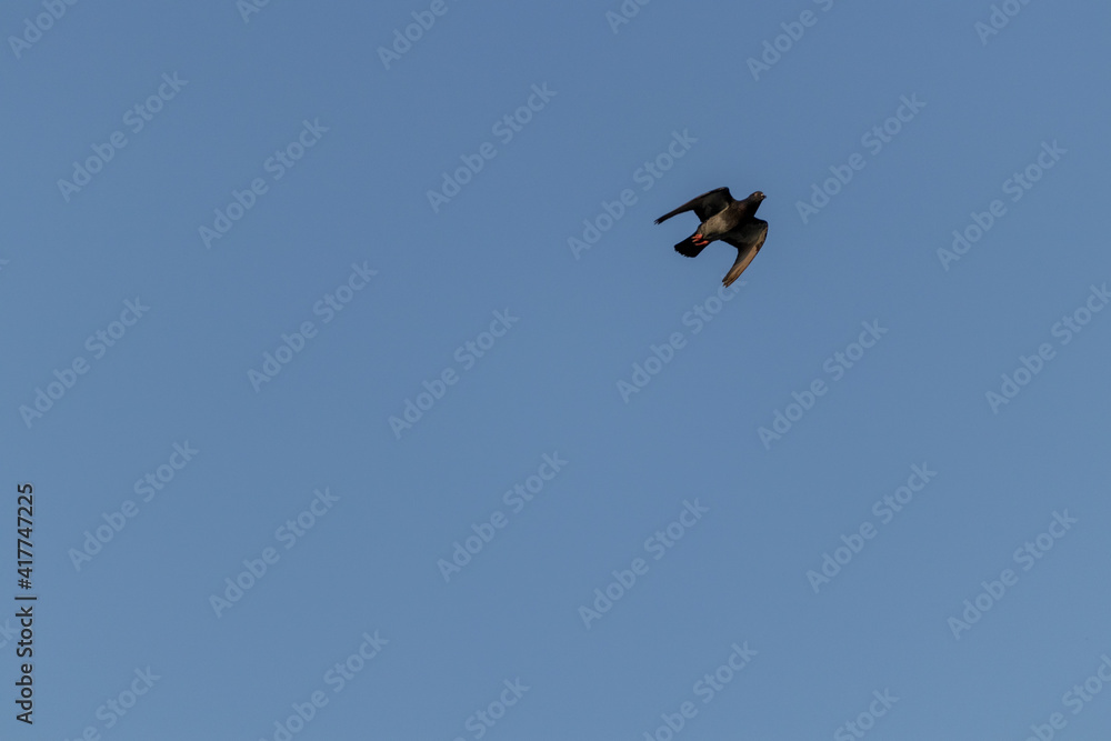 Foto escénica de una paloma volando en el cielo azul