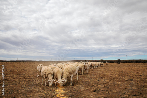 Photography Dorper sheep feasing on mealies