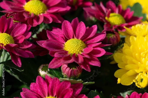 pink and yellow chrysanthemum