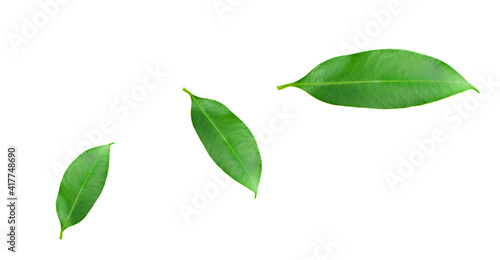 Citrus leaves isolated on a white background. Collection. Full depth of field. © sucharat