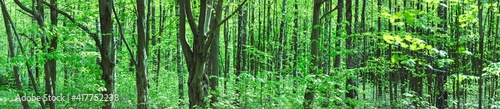 panoramic view of green summer forest in sunny day