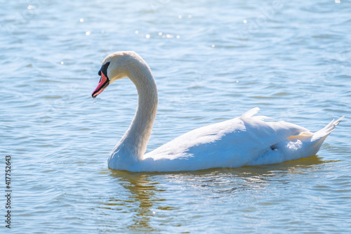 Graceful white Swan swimming in the lake  swans in the wild. Portrait of a white swan swimming on a lake.