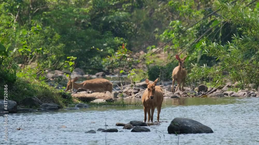 Vidéo Stock Eld's Deer, Panolia eldii, three individuals navigating a