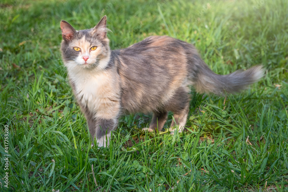 A beautiful fluffy gray cat walks on a green lawn in the sunset light.
