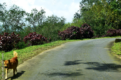 dog in the road photo