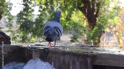 A beautiful pigeon bird walks around the source of water and flies the pigeon by drinking water