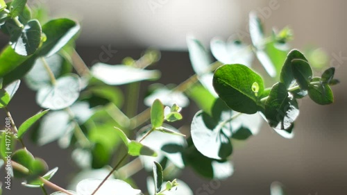 風に揺れる観葉植物、ユーカリ（ユーカリグニー）の葉。