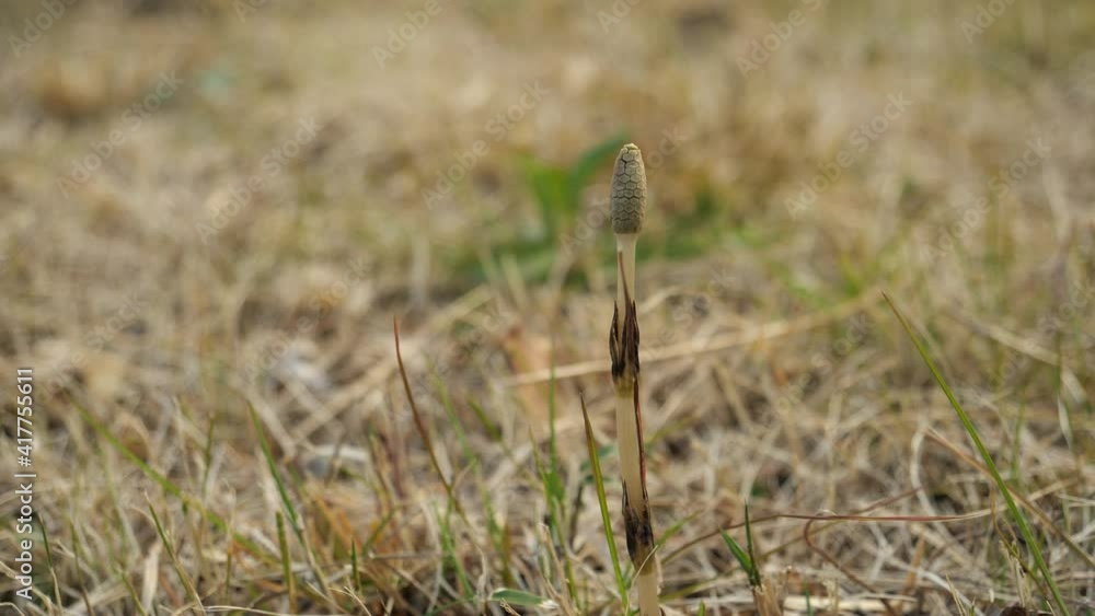 Tokyo,Japan-March 3, 2021: Closeup of a horsetail in early spring
Tokyo,Japan-March 3, 2021: Closeup of a horsetail in early spring