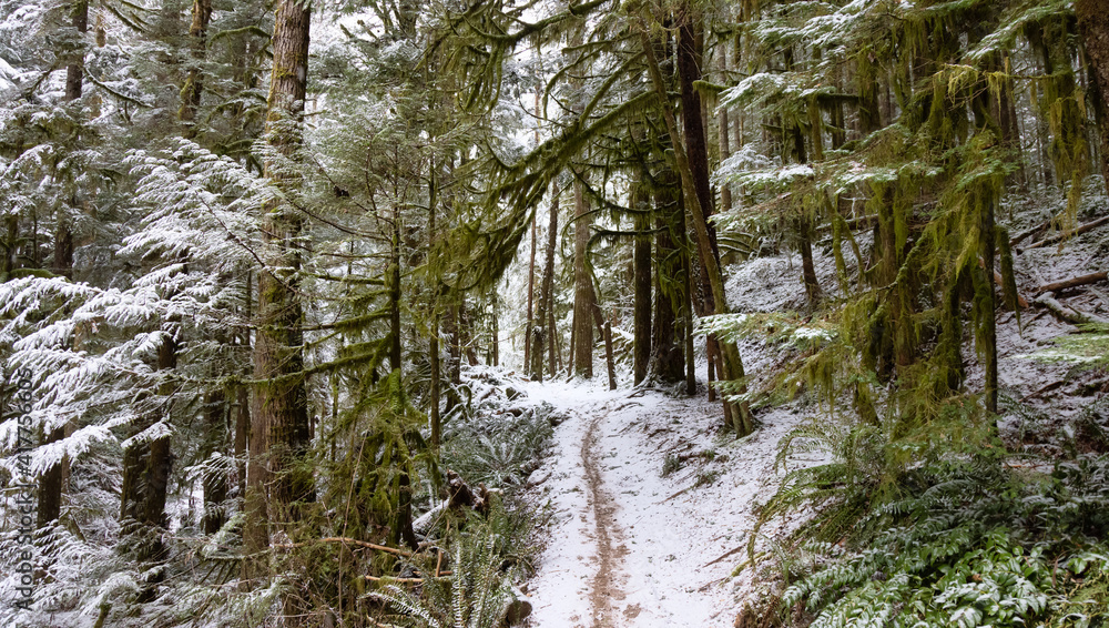 Obraz premium Beautiful Hiking Trail in the Forest during winter morning. White Snow Covered. Taken in Squamish, North of Vancouver, British Columbia, Canada.