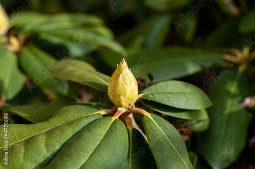 a rhododendron bud in a garden in springtime