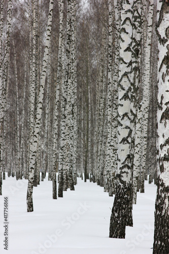 black and white landscape in a winter birch forest