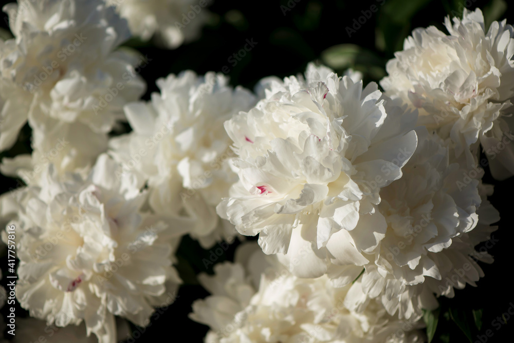 peonies blossomed in the summer, peonies lit by the sun.beautiful peonies on the lawn