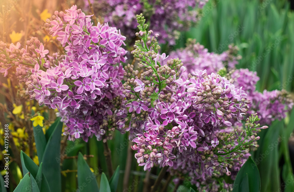 Obraz premium lilac flower in the garden in spring