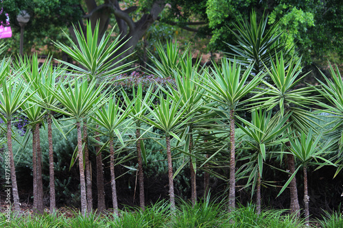 A row of Yucca aloifolia plants growing in a garden