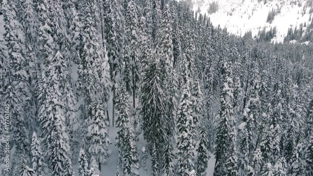 Drone Flying Over Tall Evergreen Trees Covered in Fresh Mountain Snow Drone Flying Over Tall Evergreen Trees Covered in Fresh Mountain Snow