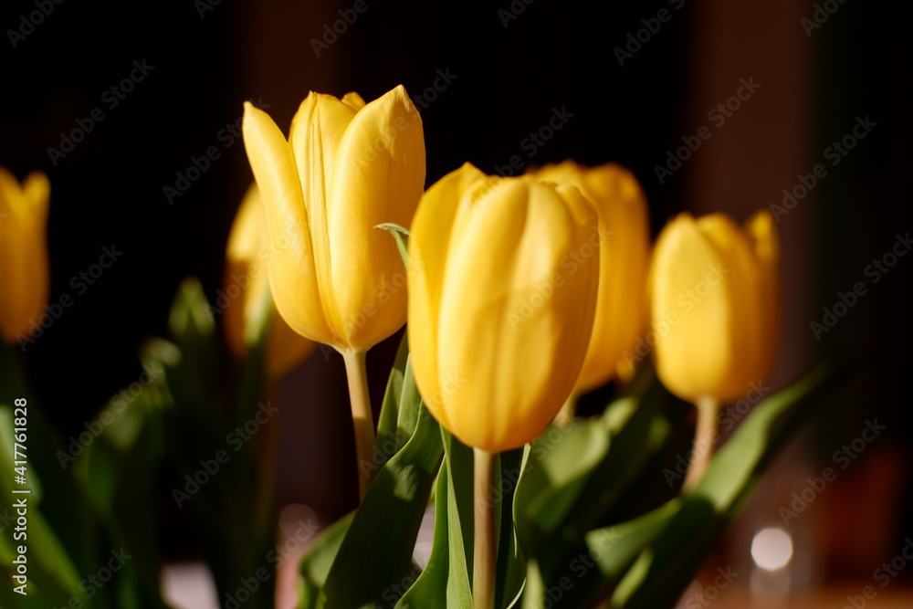 Naklejka premium Gelbe Tulpen
