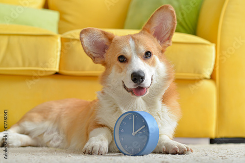 Cute dog with alarm clock a...