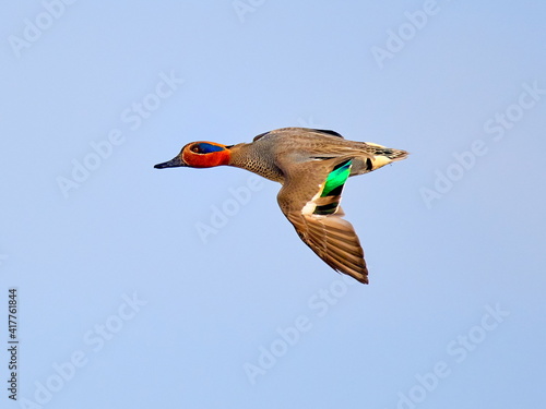 Canvas Print wild ducks flying against blue sky (anas crecca)