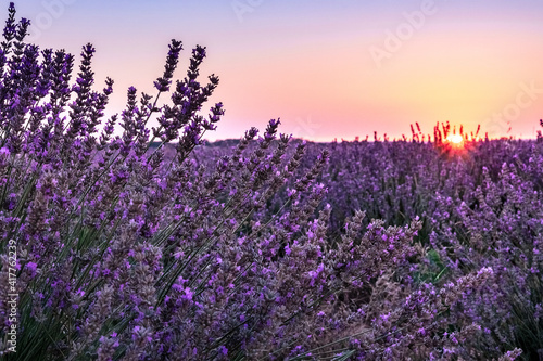 Lavender fields at sunrise  a picturesque landscape with blooming flowers