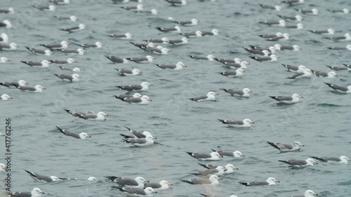 thousands of seagulls swarming a fishing port in Tohoku Japan photo