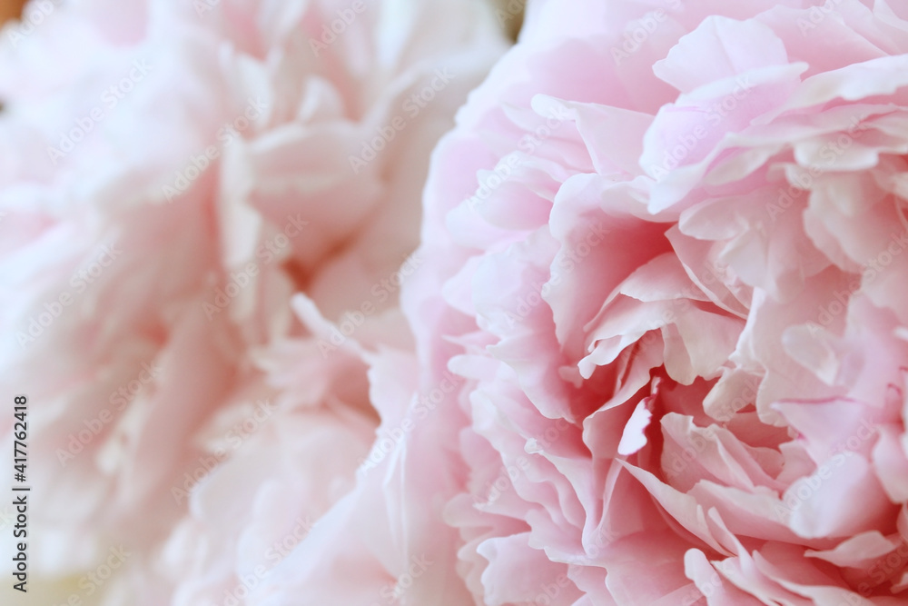 beautiful pink peony flower with soft gentle petals