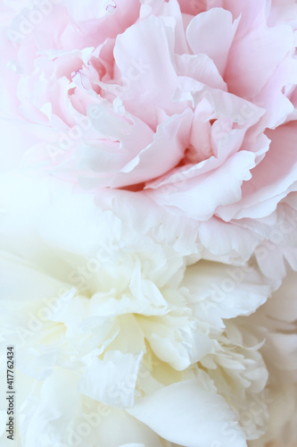 beautiful pink peony flower with soft gentle petals © Iveta