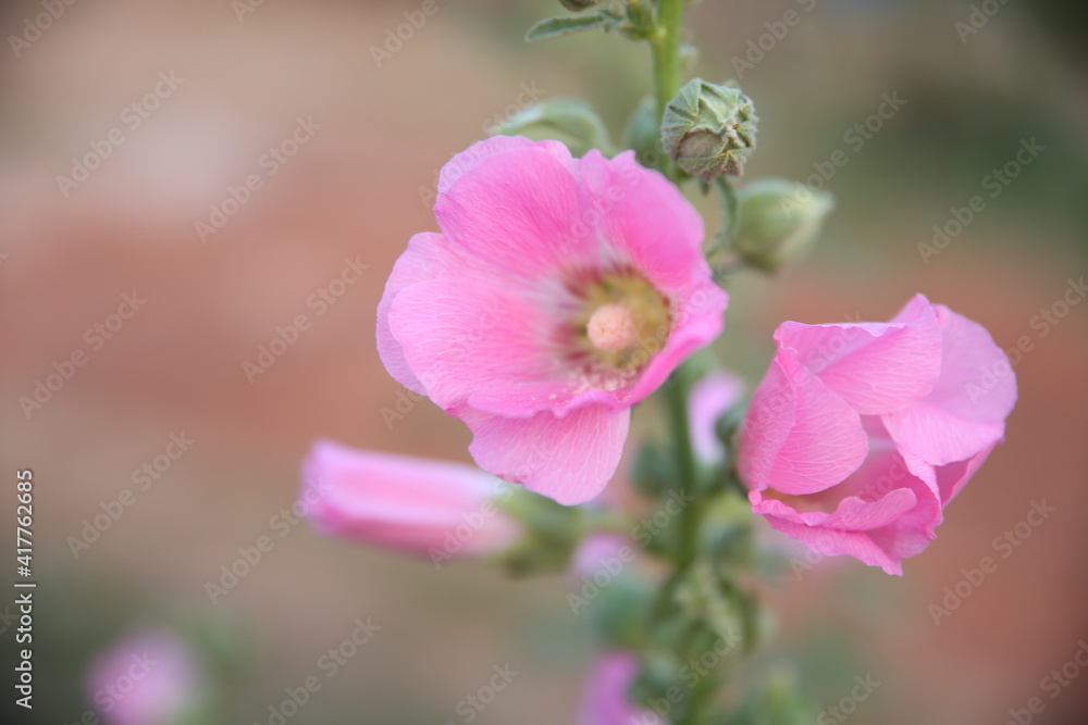Beautiful hollyhock is growing in a garden. Pink flower of hollyhock on blur background. Beautiful hollyhock is growing in a garden. Pink flower of hollyhock on blur background.
