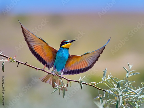 european bee-eaters (Merops Apiaster) in natural habitat