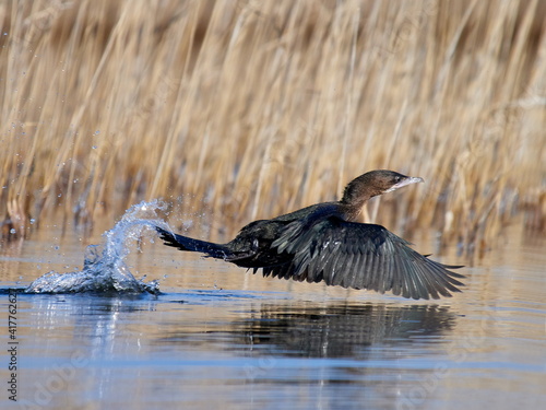 small cormorant fishing (Phalacrocorax pygmeus) in natural habitat photo