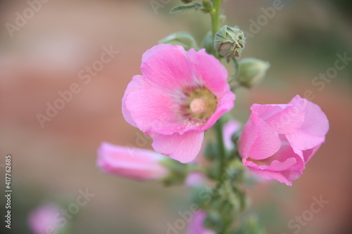 Beautiful hollyhock is growing in a garden. Pink flower of hollyhock on blur background.
