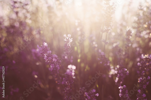 Spring background. Field of purple lavender in defocus.Natural background, concept of natural cosmetics and aromatherapy.