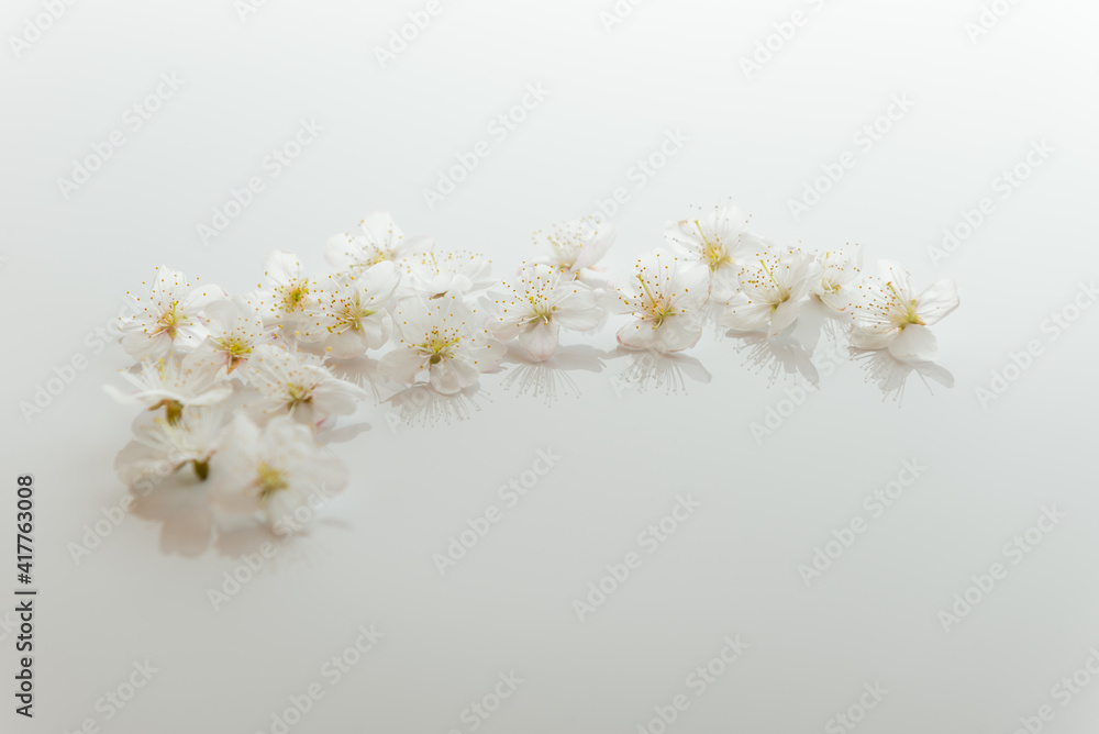 桜の花びら 桜の花びら