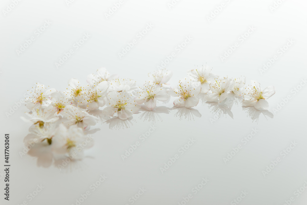 桜の花びら 桜の花びら