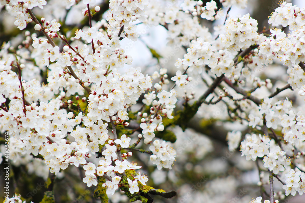 tree blossom with small white flowers at springtime tree blossom with small white flowers at springtime
