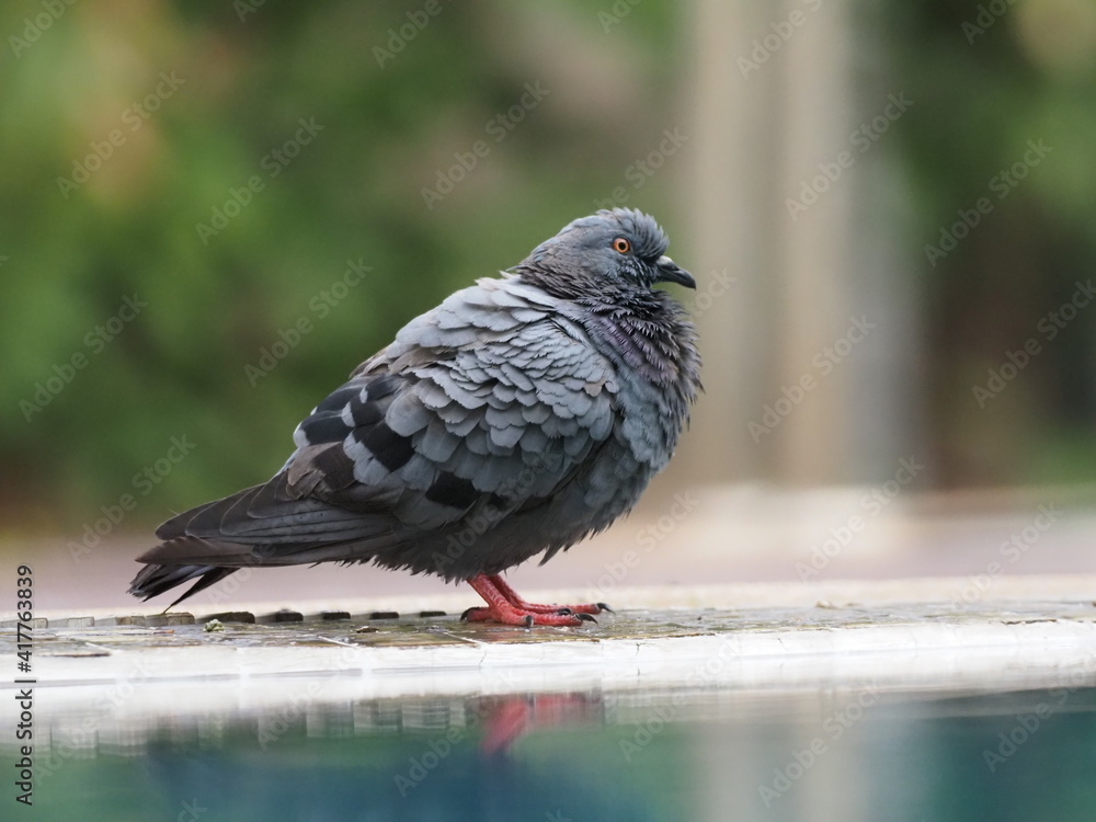 a city pigeon enjoying bathing the water in a swimming pool with reflection
a city pigeon enjoying bathing the water in a swimming pool with reflection