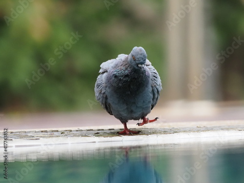 a city pigeon enjoying bathing the water in a swimming pool with reflection
