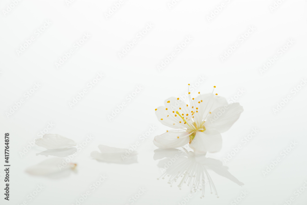 Obraz premium 桜の花びら