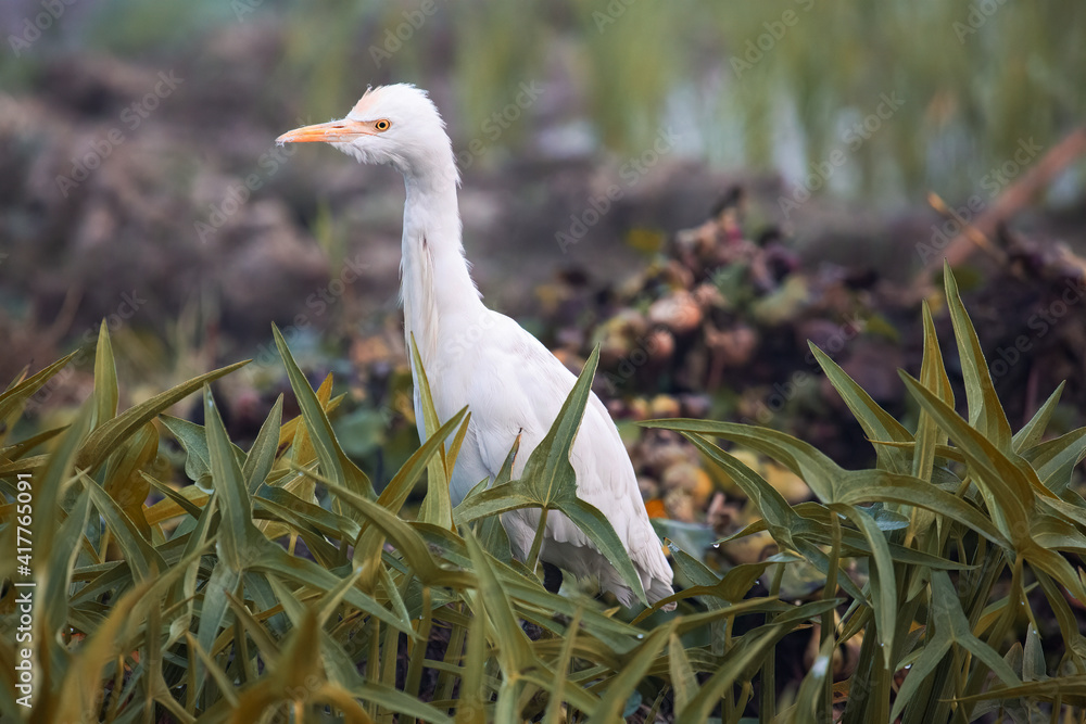 Fototapeta premium White egret bird in close up view sitting in a bush